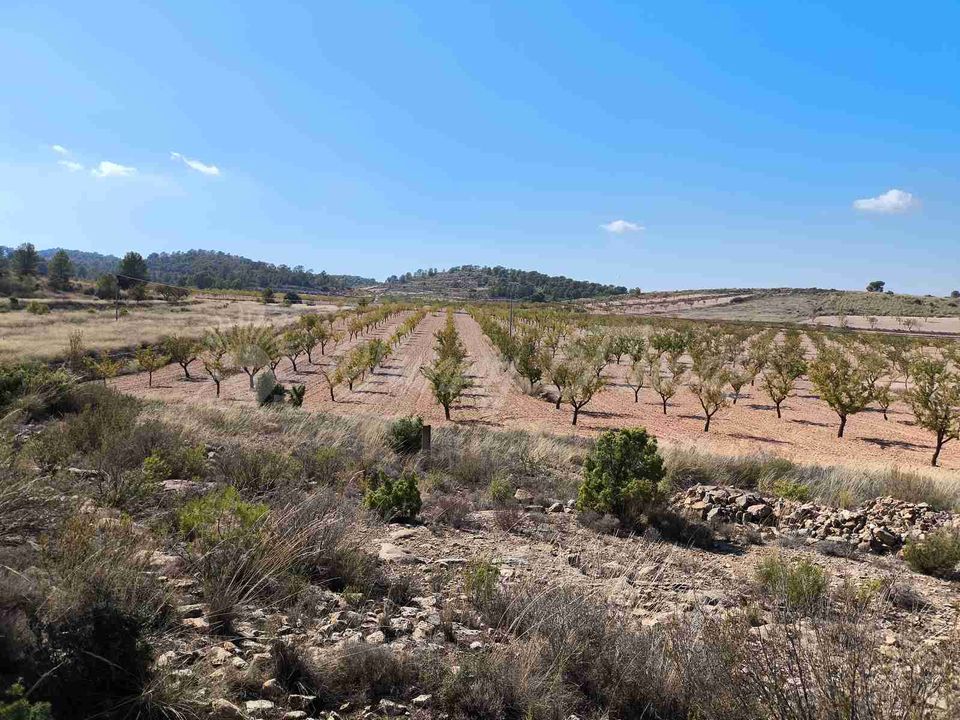 Helårsgrund i Jumilla, Murcia - foto 4
